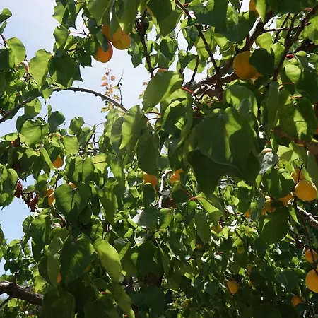 Life On * Himare